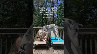 I love snuggles, but I do not trust these chairs to support our combined 330lbs. #dogmom #greatdane