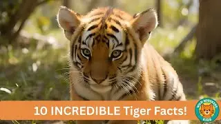 10 INCREDIBLE Tiger Facts - The Largest Wild Cat on Earth! 🐅🔥