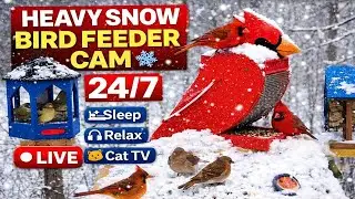 🔴 Heavy Snow Bird Feeder Cam ❄️ 24/7 | Nonstop Winter Birds for Sleep, Relax & Cat TV