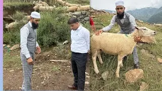 Have a look on texel sheep breed in kashmir#goat #animals #video #viralvideo #viralshorts #sheep 