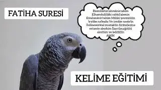 FATİHA SURESİ/KELİME EĞİTİMİ/JAKO PAPAĞANI/SULTAN PAPAĞANI/MUHABBET KUŞU /ABONE OLMAYI UNUTMAYIN 🤍