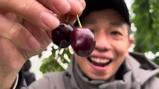 Hái cherry farm ở Úc sẽ như thế nào