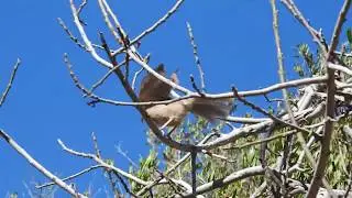 Birds of Saudi Arabia: yemenensis Arabian Babbler in the Asir Highlands