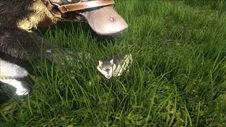 Finally a female wolf! - Harth ARK Season 2