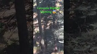 Colorado Bigfoot sighting 😨 #Bigfoot #bigfootsighting #Colorado #hike #nature #ufo #alien #scary