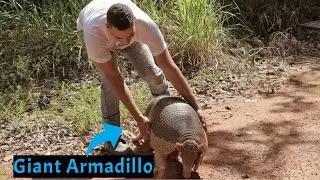 Самый большой броненосец в мире (гигантский броненосец)