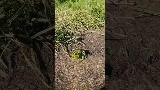 🐸🌞🐦🎶 #frogshort #greenfrog #sunny #froglove #mothernature #naturebeauty #naturelov #wildlife #frog
