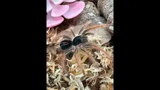 Unboxing huge order from Fear Not Tarantulas (and rehousing)!! 19 tarantulas, 1 velvet spider!