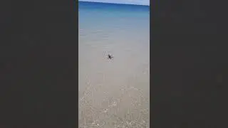 Seal Largs Bay South Australia.