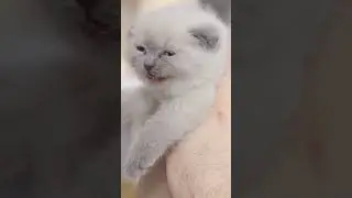 Miaulement De Chat ❤️ Abonne toi ❤️ Bruit de Chat adorable Chaton qui Miaule