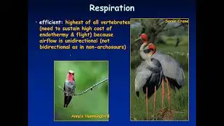 Bird biology and reproduction Part 2