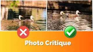 PHOTO CRITIQUE//IMPROVE your BIRD PHOTOGRAPHY