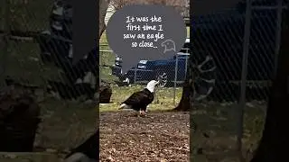 It was the first time I saw an eagle so close 🍁 🍁  Я впервые увидела орла так близко
