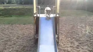 Barney going down the slide all by himself!