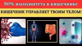 Почему ты устаёшь? Виноват кишечник