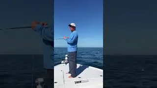 Triple tail on fly