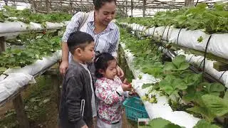 Raju Hill Strawberry Farm