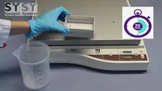 Western Blotting with Colorimetric Alkaline Phosphatase Detection