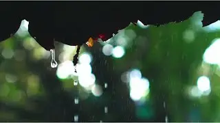 Gentle Forest Rain Drops | Leaf Drips & Natural Rain Sounds 🌧️🍃