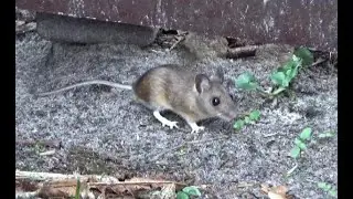 Waldmaus (Apodemus sylvaticus). Forest Mouse. Ein Video von KLAUS TAUX