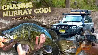 MURRAY COD and COOKED CARP! Exploring the Turon River NSW! Bowfishing, Camping and 4WDing!