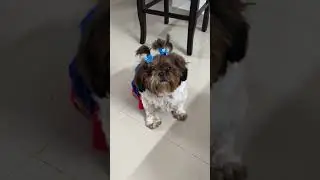 Lilly 🌸🌸 #dog #shihtzu #cute #doggylife
