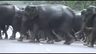 Wild Elephants Crossing the Road in India
