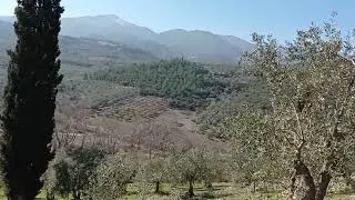 Καλλιέργεια ελιάς και διαφοροποίηση οφθαλμών.