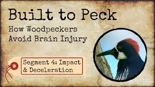 How Woodpeckers Avoid Brain Injury, Segment 4: Impact & Deceration