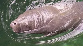 Zeekoe geboren! 🎉