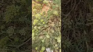 Удивительный морской критмум. Критмум морской в косметологии.
