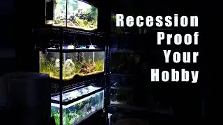 Tips On Recession Proofing Your Aquarium Hobby