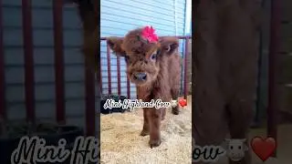Mini Highland Cow=Maximum Cuteness!!🐮❤️ #animals #cute #minicow #highlandcow