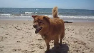 Chow/Retriever mix Cutest dog ever