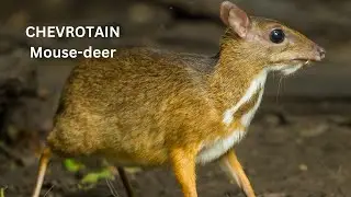 Mouse Deer World's Smallest Hoofed Mammal!