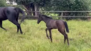 Tynnval van Amstel ( ExtremeUS x Hometown), 2023