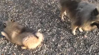 Wolfspitz