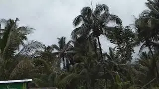 Bamboo Garden