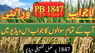 Old basmati varieties vs rice variety 1847 | 1885,1509,1985,1692, vs 1847 | Zikria agri information