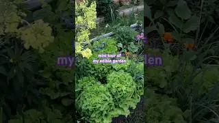 Edible garden tour 🌱 #growfoodnotlawns