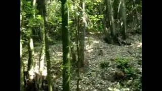 T.n.T. Seal Team Livorno video scazzo n.3 