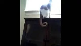 Steve attacks innocent kitten (Ep#12) Steve's Wild Hood Adventures