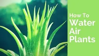 How to Water Air Plants