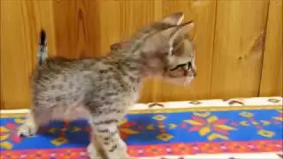 F5 savannah Urmnaf