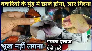 बकरियों के मुंह में छाले होना, लार गिरना, भूख नहीं लगना||इलाज कैसे करें||Bakri Palan/Goat