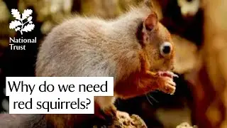 Why do we need red squirrels in the UK?