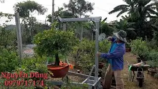Cần cẩu chế .cẩu để di chuyển cây và thay phân cho cây