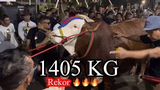 Olbrzymia krowa pobiła rekord 1,4 tony, wygrywa konkurs APPSI JEMBER 2025‼️🔥🔥🔥
