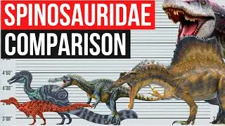 Spinosauridae Size Comparison | Spinosaurus, Suchomimus, Oxalaia, Baryonyx