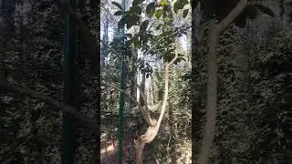 Araku#vizag#Araku coffee plantation#wooden bridge#travel #youtubevideos #nature 